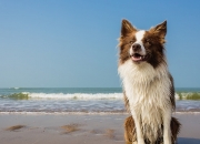 英雄联盟总决赛2025-烽火英超争冠大戏，红黑军团稳住阵脚