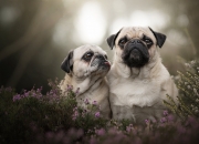 英雄联盟总决赛-巅峰时刻，当英超争冠夜的窒息感，遇见舞台越大越强的德罗赞式心脏