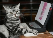 LOL赛事-绿茵神之刃，迪马利亚扛起全队的世界排名争夺战之夜