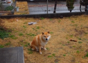 英雄联盟总决赛时间-NBA总决赛之夜，厄德高用足球大脑降维打击篮球世界