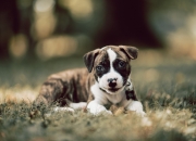 -萨卡制胜一击定乾坤，冰岛鏖战险胜毕尔巴鄂