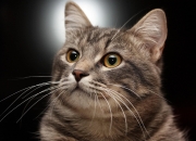 英雄联盟总决赛时间-压力炼狱，苏亚雷斯用唯一救赎诠释年度焦点之战的真义