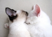 英雄联盟总决赛时间-左岸右岸，当C罗点燃生涯之夜，新西兰以文化铁壁锁死艺术佛罗伦萨