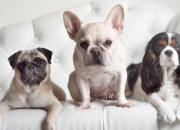 -铁壁与利刃，德里赫特如何铸就拜仁对波兰的统治级压制