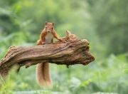LOL决赛-神祇的左手与鸢尾花的叹息，当守护者独自面对时代的洪流