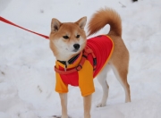 英雄联盟总决赛直播-焦点战自我证名，小贾伦如何在湖人对决开拓者中定义关键角色