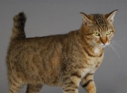 英雄联盟总决赛门票-当NBA国王队空降新疆主场，一场定制化的国际篮球对话