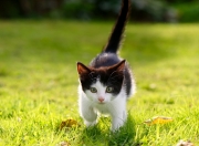 英雄联盟总决赛门票-文体共振，当篮球的单节狂飙遇见赛道的接管艺术