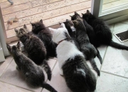 英雄联盟总决赛2025-印第安纳飓风，当步行者踏平雄鹿，预演2026世界杯的北美风暴