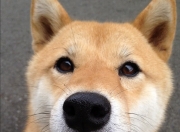 英雄联盟总决赛直播-锡安梦幻带队！尼克斯压哨绝杀吉林队，跨洋对决引爆篮球热