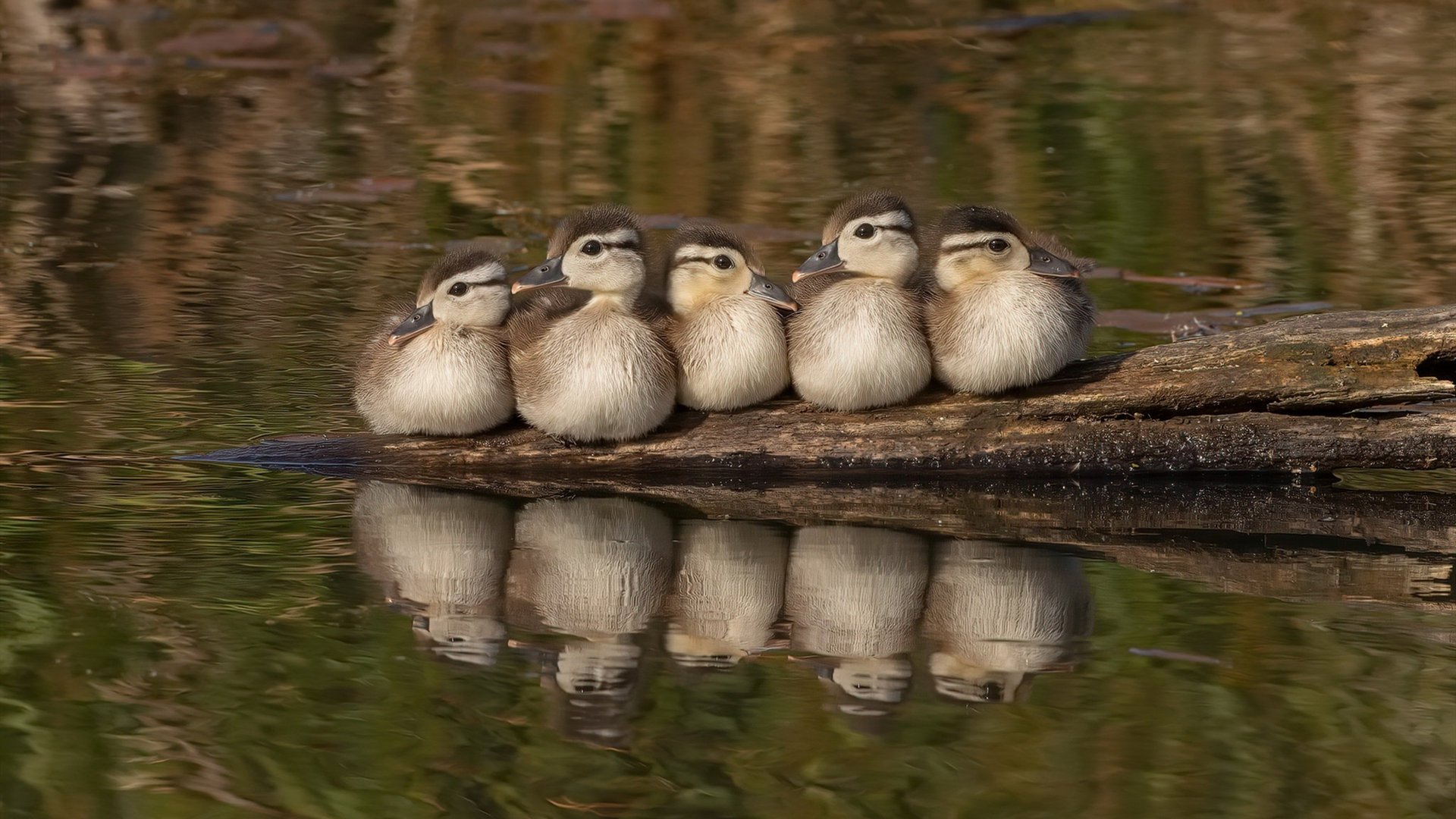 活塞之道，从底特律的团队胜利到约基奇的欧洲接管—论篮球时空中的统治力迁移