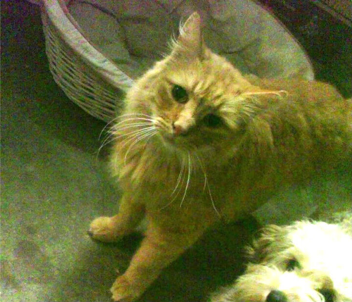 哈兰德化身防守铁闸,瑞典队逆转塞内加尔惊险晋级