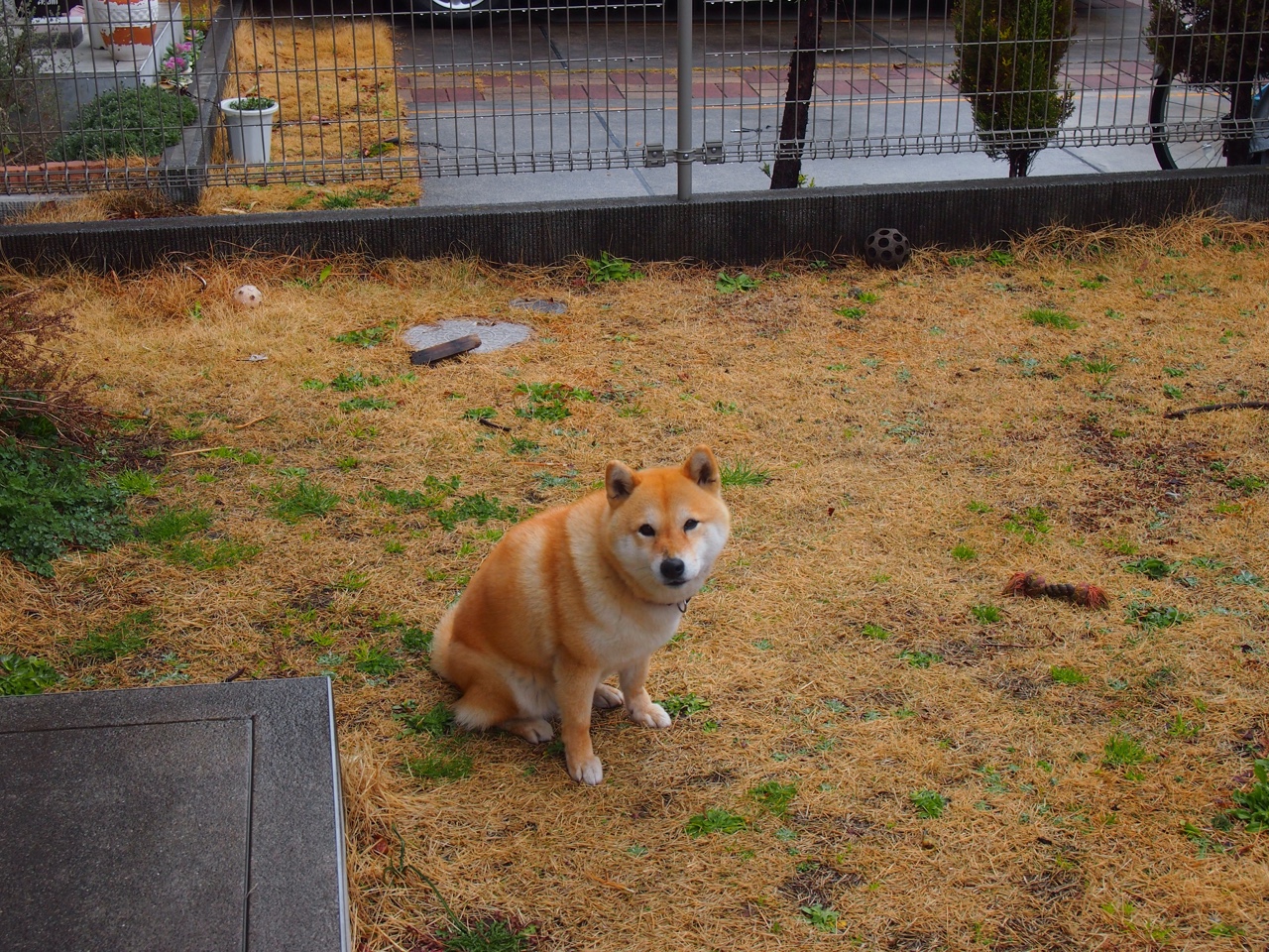 哈兰德化身防守铁闸,瑞典队逆转塞内加尔惊险晋级