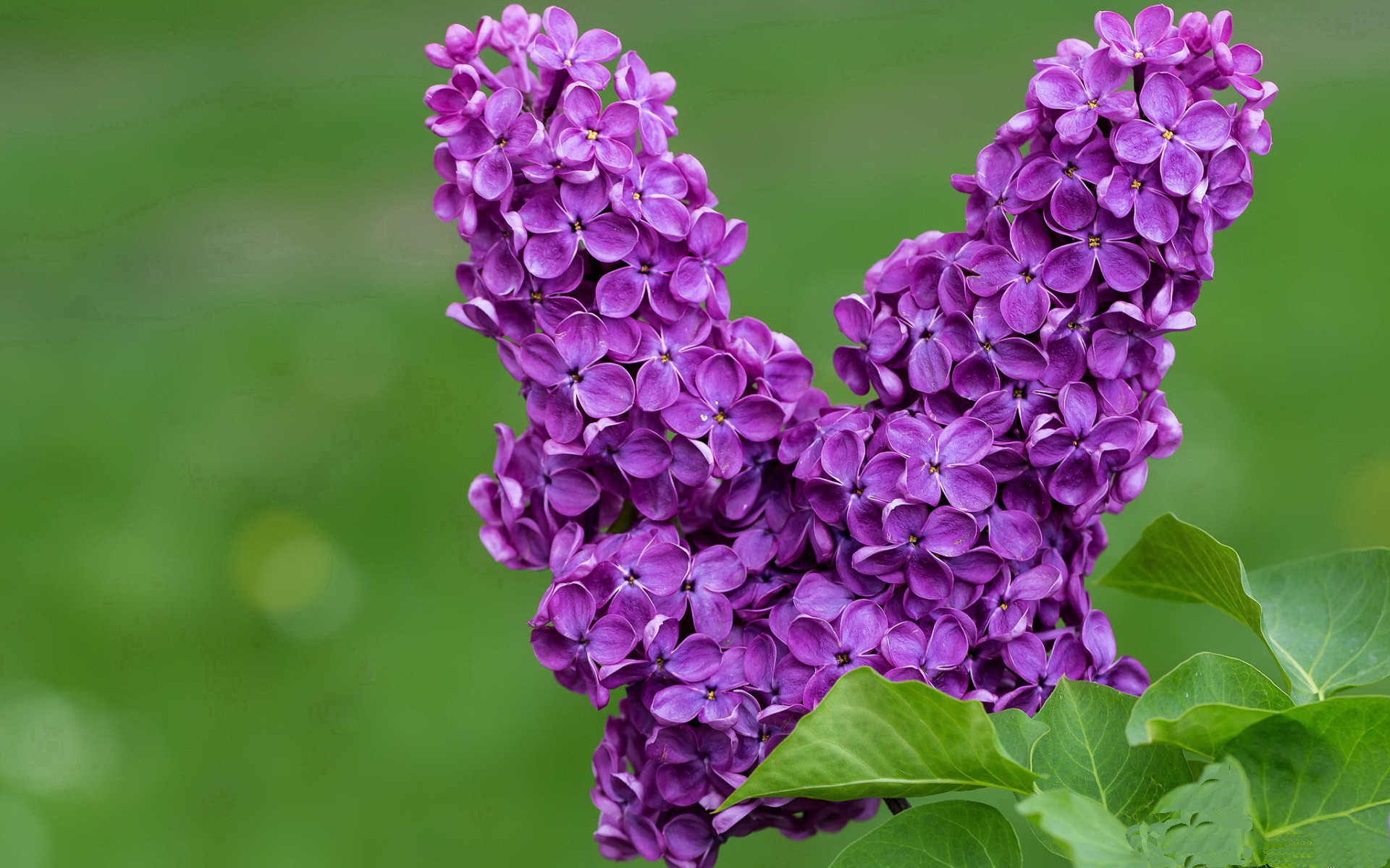 跨越奥运之门,杰伦格林的关键一夜