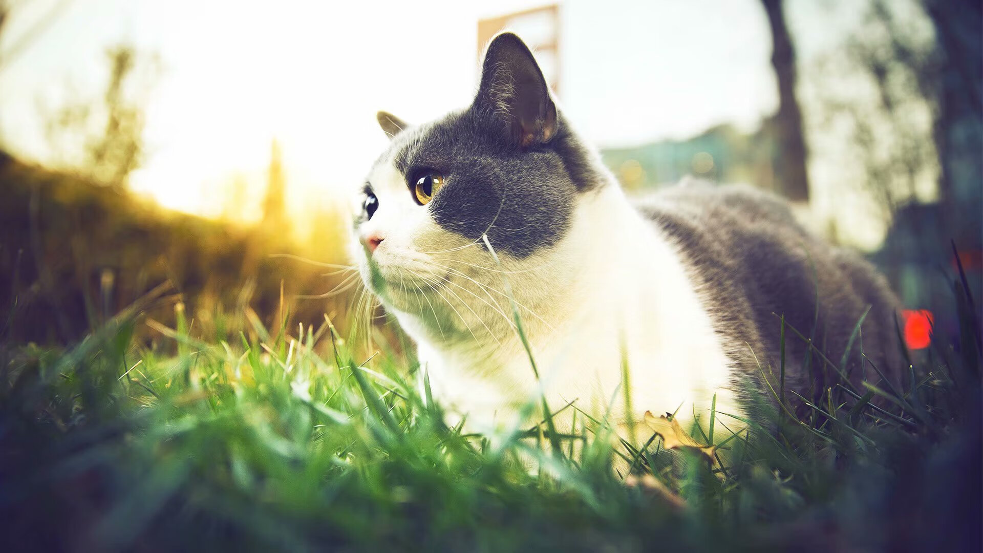 跨界风暴,浙江队掀翻国王,莫兰特在英超争冠舞台接管比赛