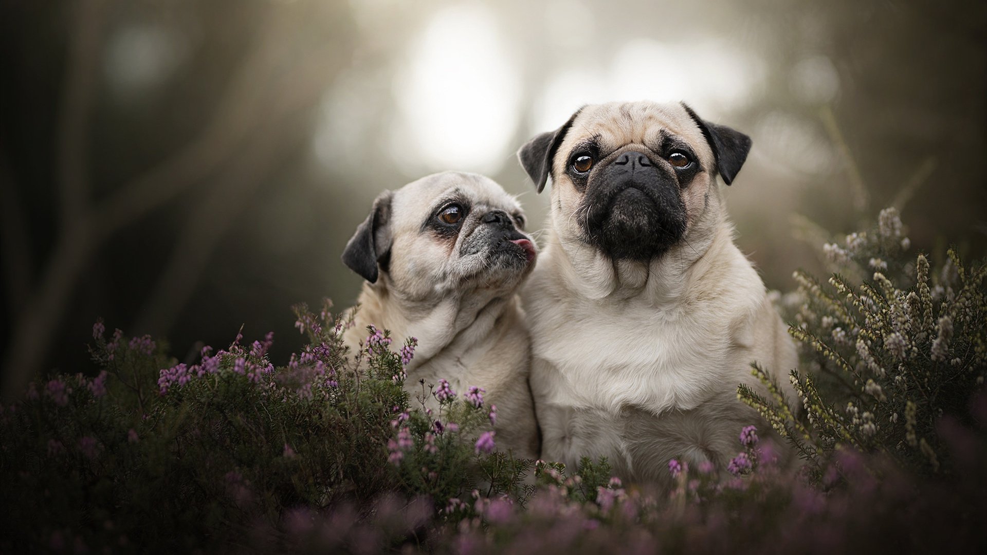 巅峰时刻,当英超争冠夜的窒息感,遇见舞台越大越强的德罗赞式心脏