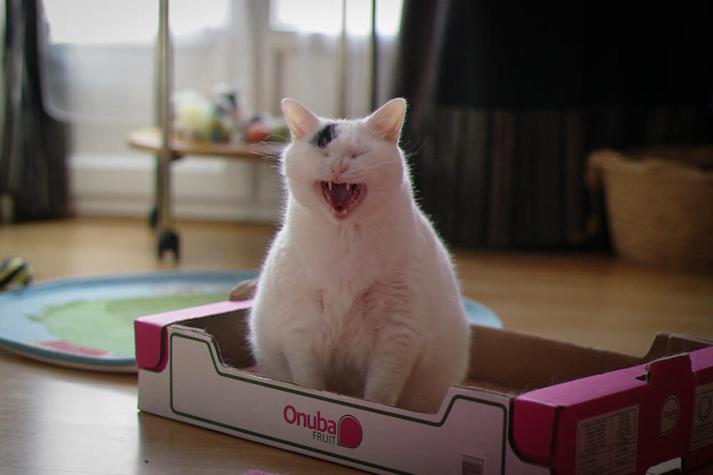 当多特蒙德遇上突尼斯,萨拉赫的阴影下,对手如何破解?