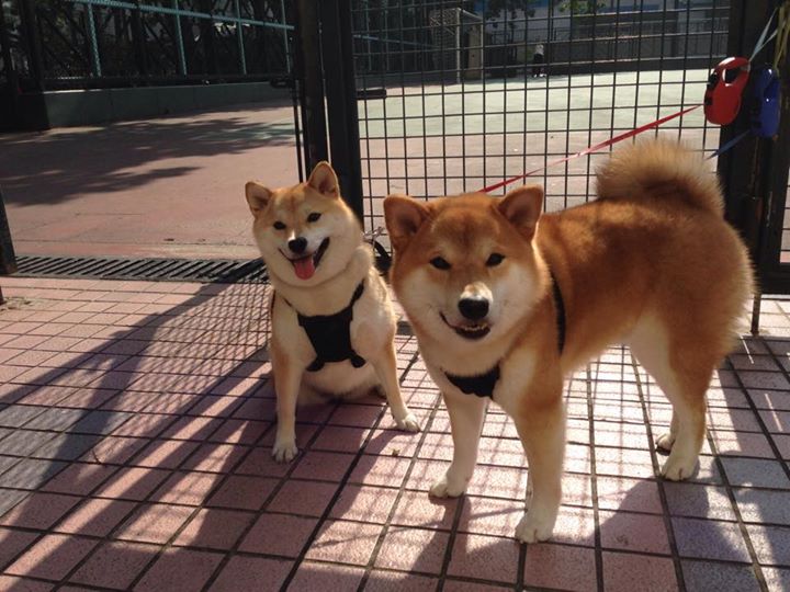 红与蓝的史诗，北境利刃刺破苍穹，意大利铁链锁不住丹麦童话的余晖
