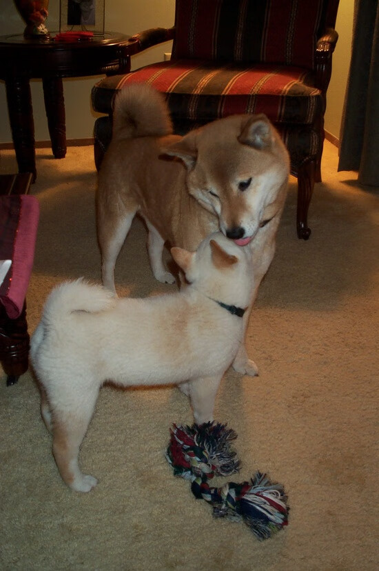 阴影下的爆发,瑞士的惊雷与莱万划下的鸿沟