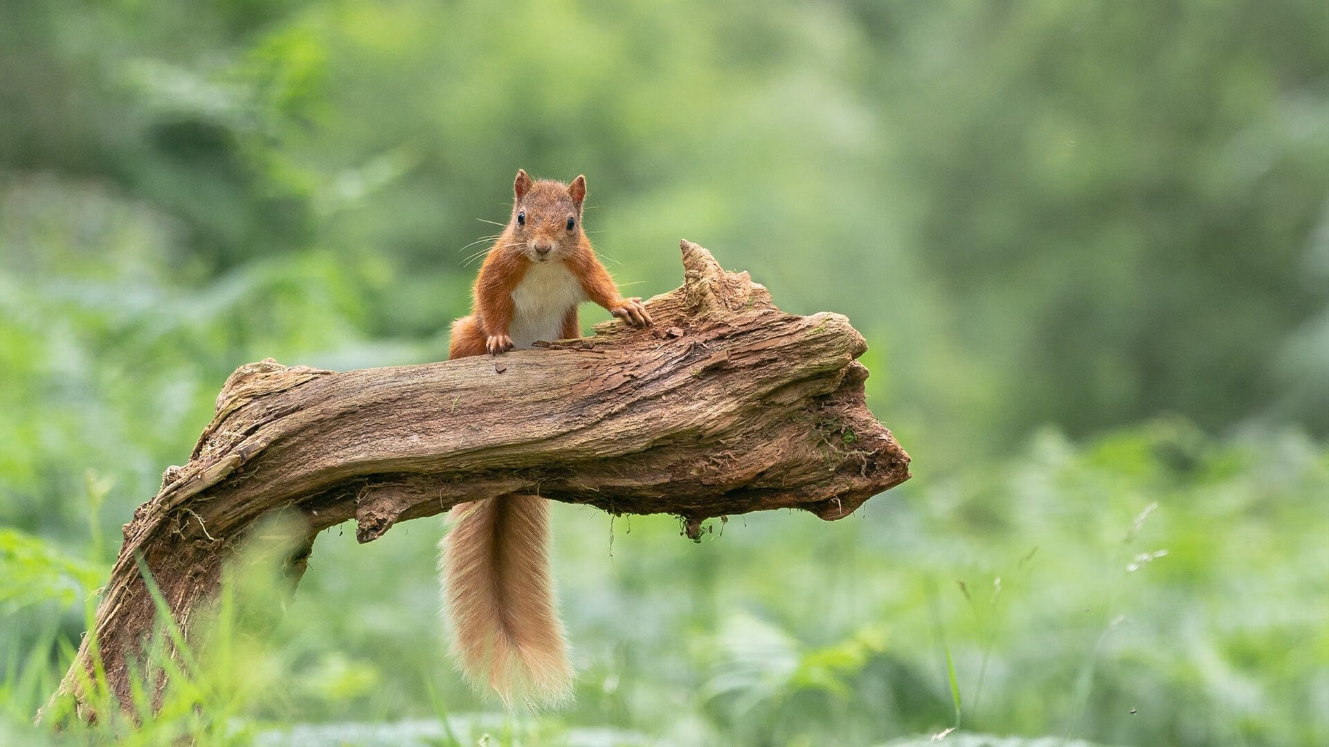 虚拟战争英雄,当苏亚雷斯在总决赛接管比赛