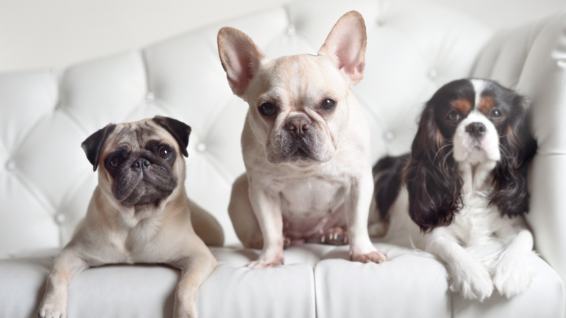 铁壁与利刃,德里赫特如何铸就拜仁对波兰的统治级压制