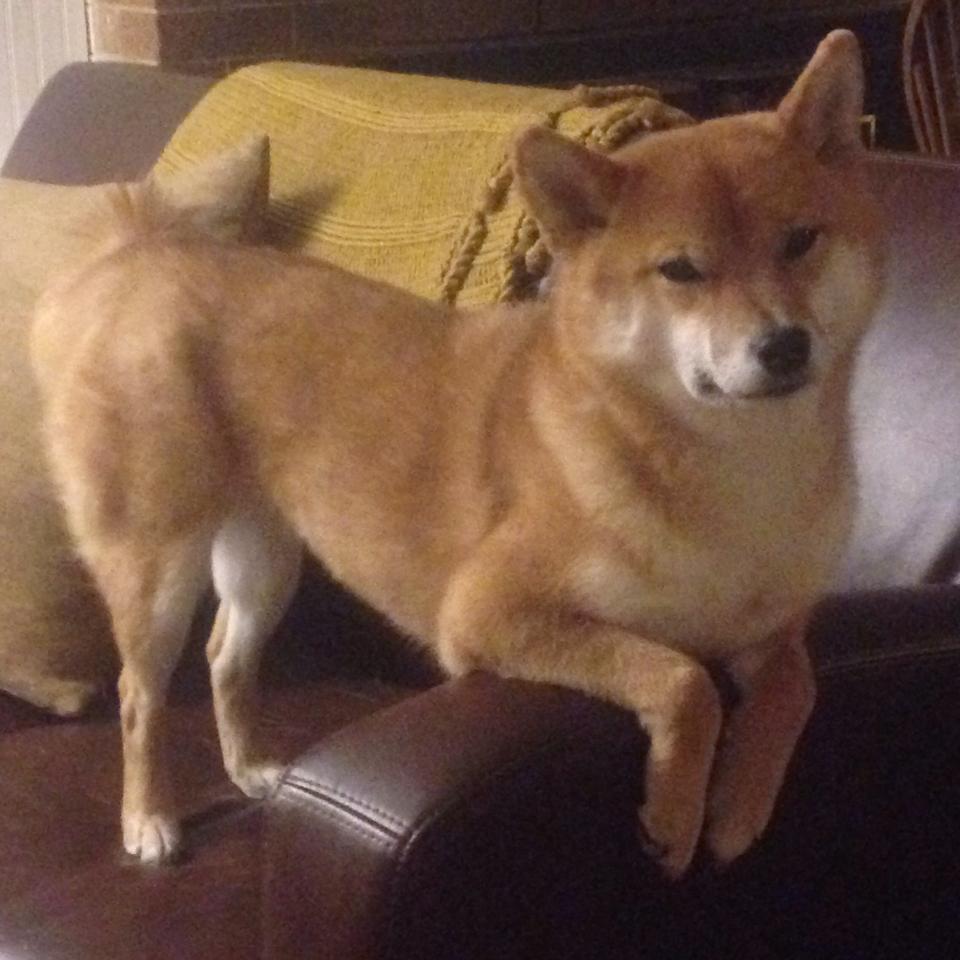 逆转的共谋,当约基奇遇见罗比·亨肖,致胜的密码并非天赋