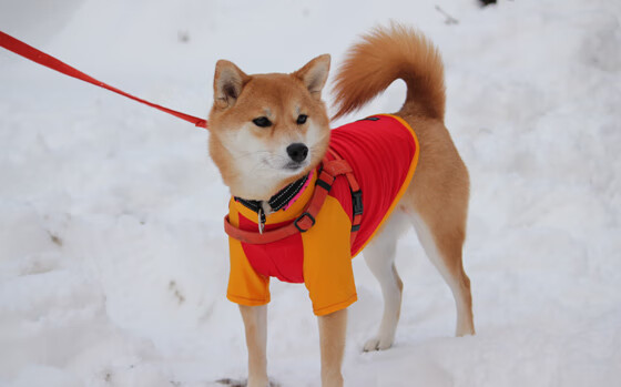 焦点战自我证名，小贾伦如何在湖人对决开拓者中定义关键角色