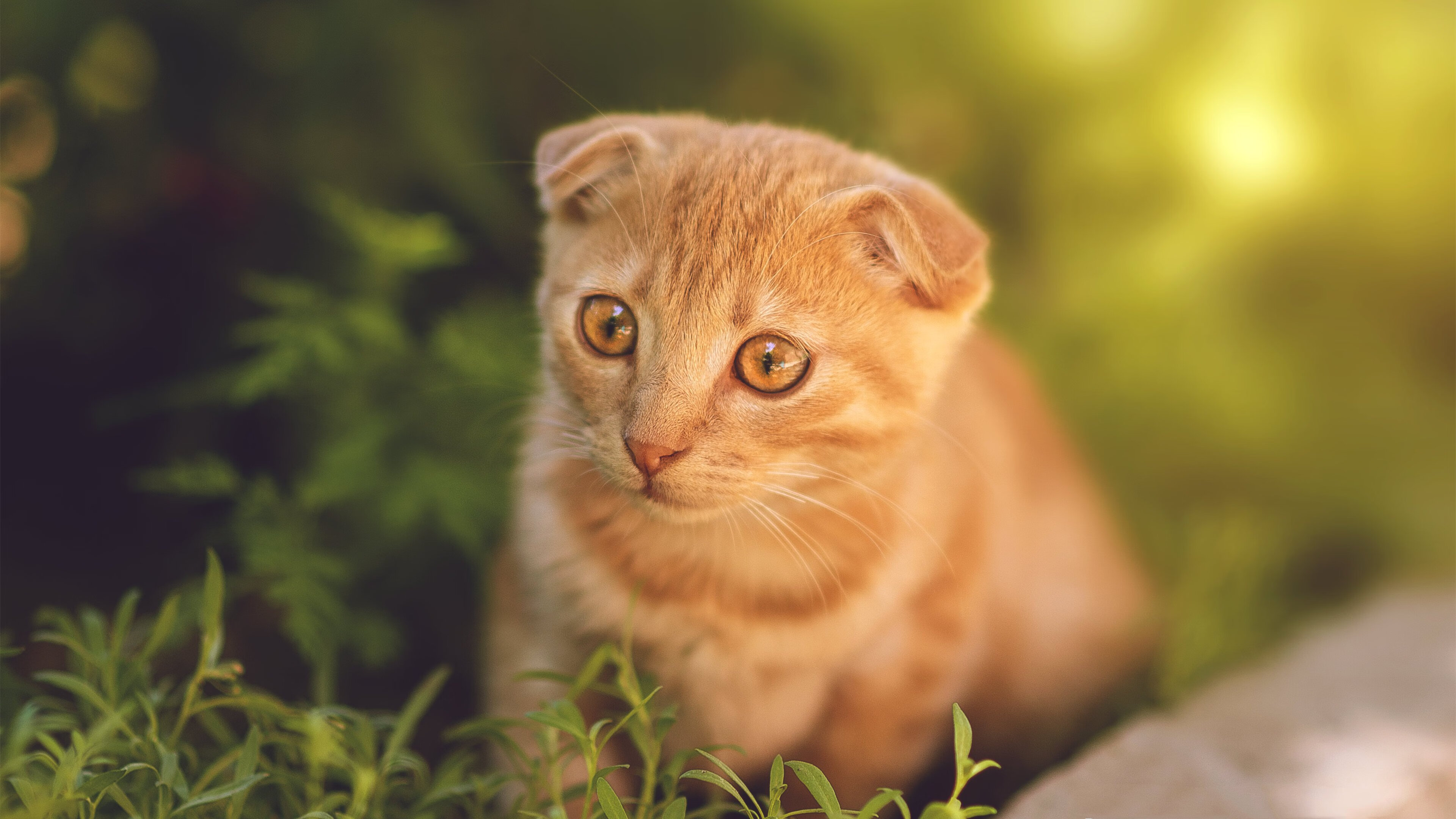 双线狂飙,当F1收官战遇上爱德华兹生涯之夜