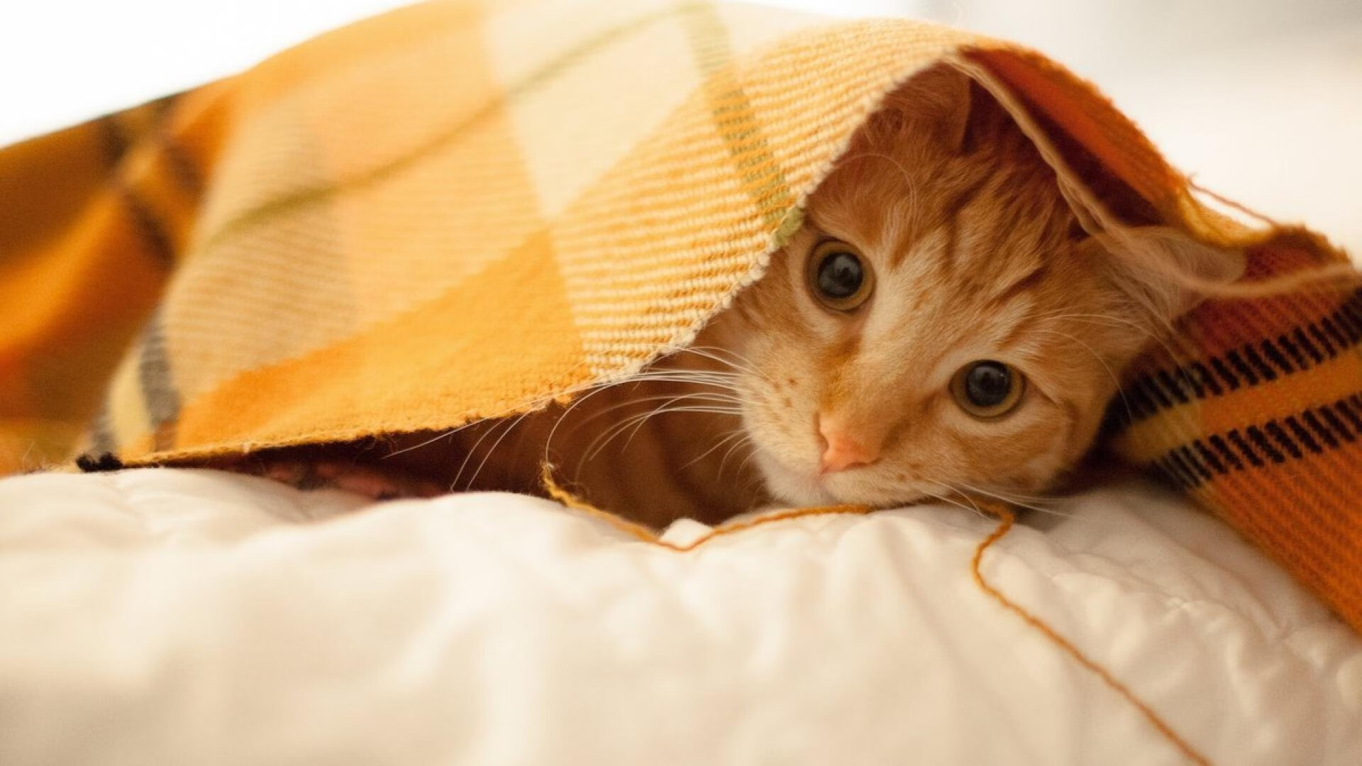 墨西哥双重荣耀，足球压制几内亚，布鲁诺东决称王