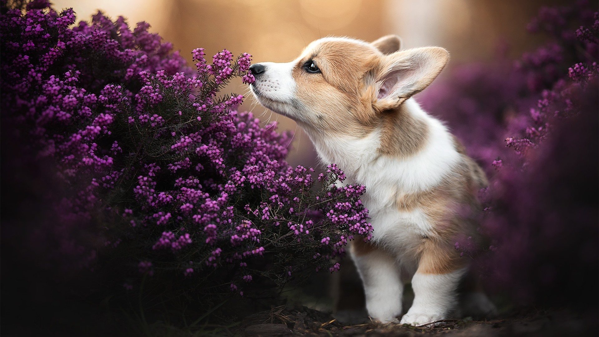 从利雅得到迈阿密，当压制成为统治的艺术